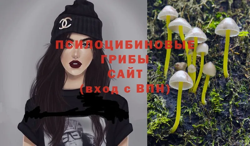 Галлюциногенные грибы Cubensis Сафоново